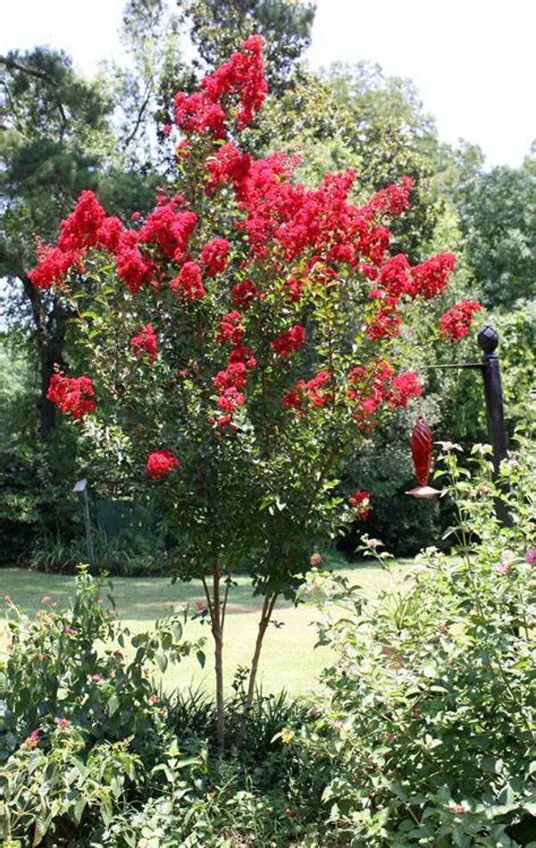 Furus_(Red)_Flowering_Live_Plant_&_Tree_(1.5-3.5_Ft_Hight)_For_Your_Home_Garden_(Pack_Of_1)