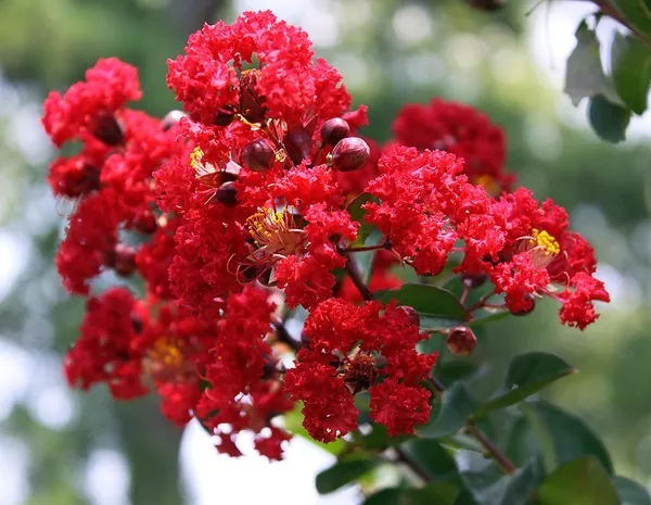 Furus_(Red)_Flowering_Live_Plant_&_Tree_(1.5-3.5_Ft_Hight)_For_Your_Home_Garden_(Pack_Of_1)