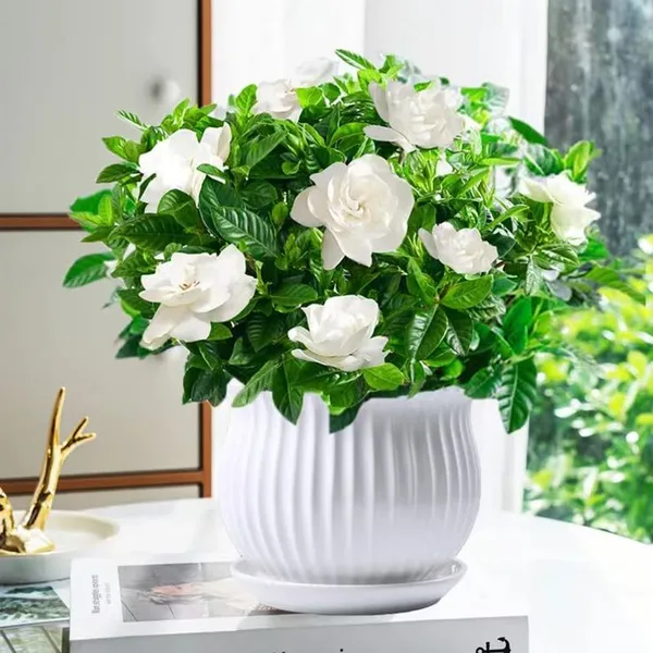 Gardenia_Jasmine_Flower_Plant
