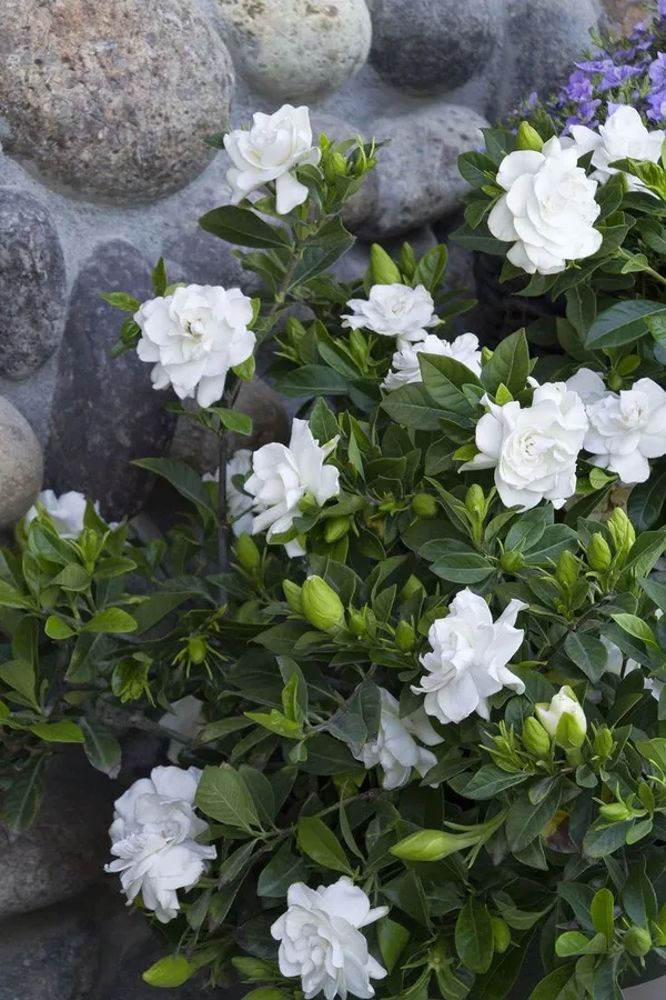 Gardenia_Jasmine_Flower_Plant