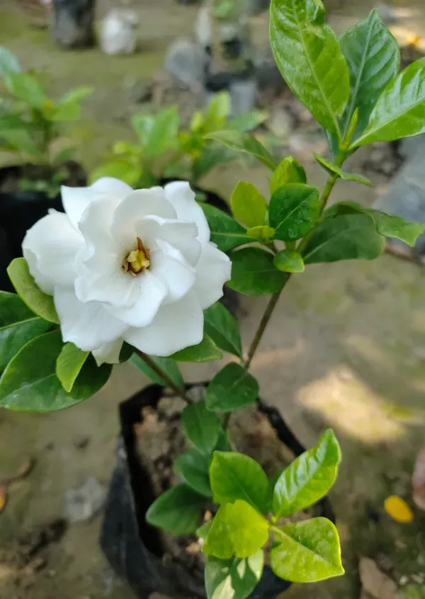 Gardenia_Jasmine_Flower_plant