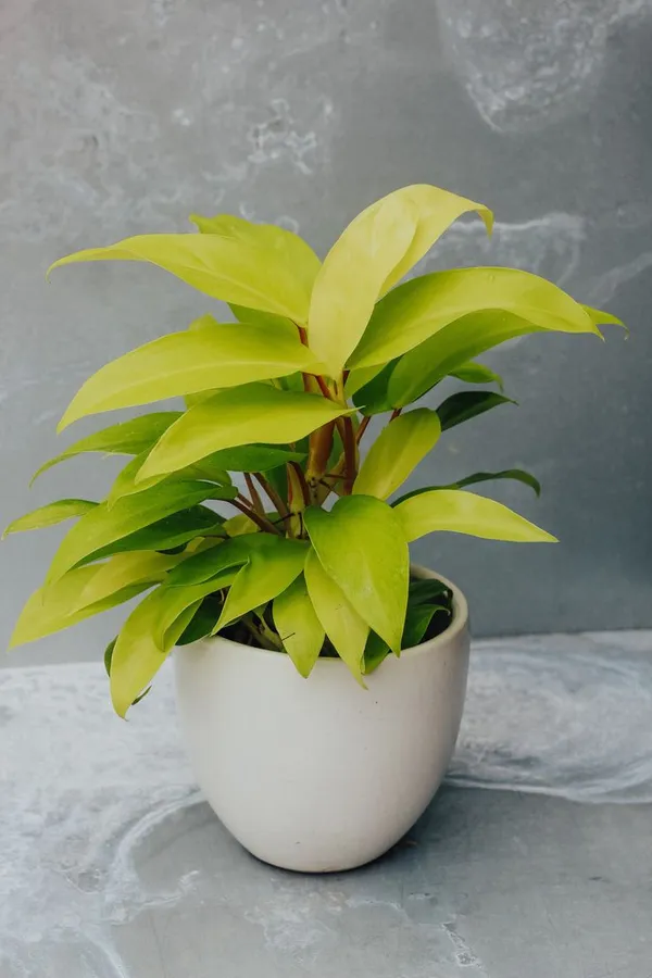 Philodendron_'Lemon_Lime'__Golden_Money_Plant
