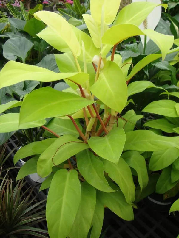 Philodendron_'Lemon_Lime'__Golden_Money_Plant