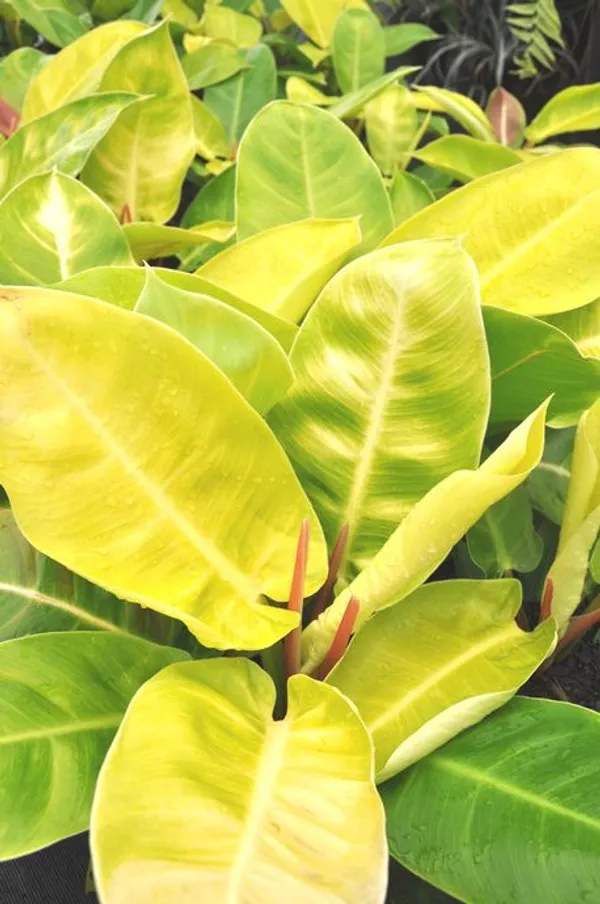 Philodendron_'Lemon_Lime'__Golden_Money_Plant