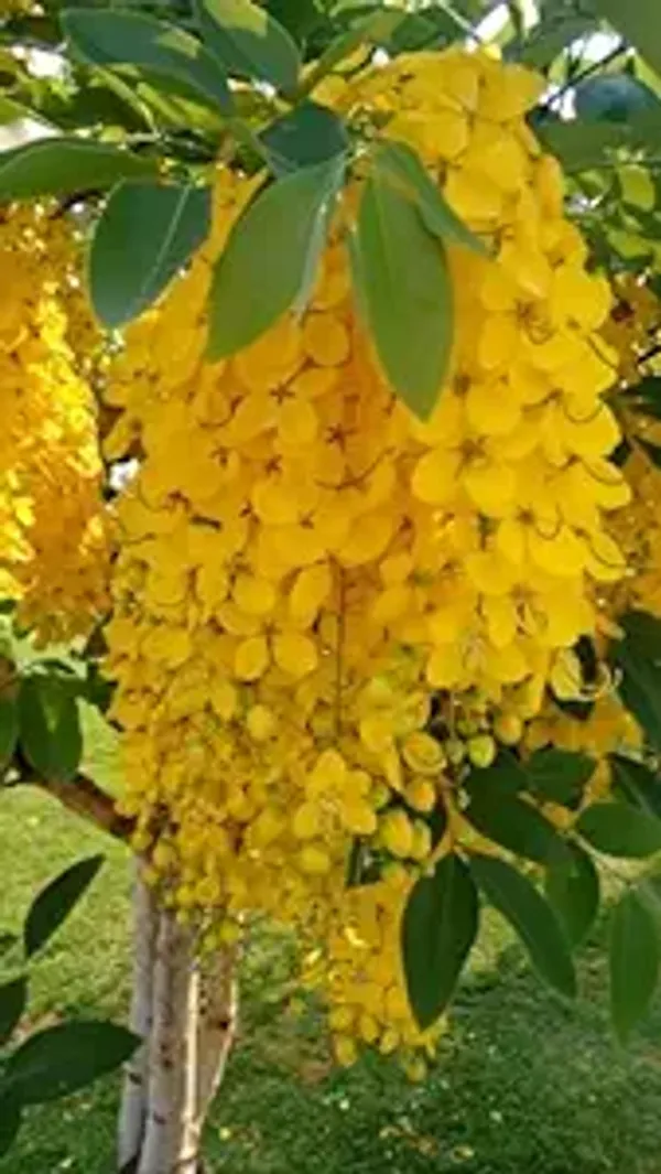 Golden_Shower/Amaltas/Indian_Laburnum_?/Sonali_Live_Plants_&_Tree_Healthy_Plant_In_Nursery_Grow_Bag_For_Home_Decoration_&_Gardening_(Pack_Of_1)
