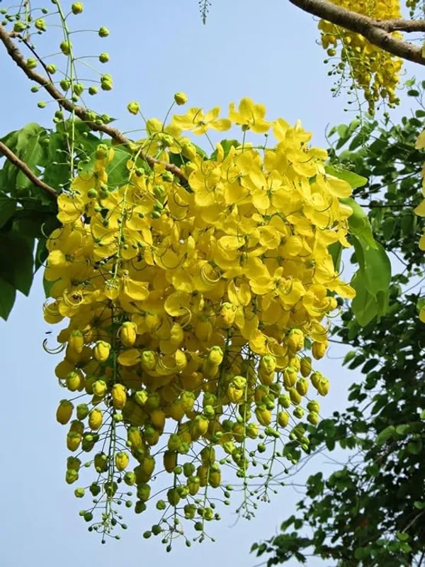 Golden_Shower/Amaltas/Indian_Laburnum_?/Sonali_Live_Plants_&_Tree_Healthy_Plant_In_Nursery_Grow_Bag_For_Home_Decoration_&_Gardening_(Pack_Of_1)