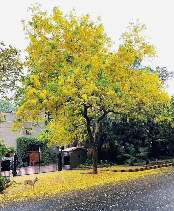 Golden_Shower/Amaltas/Indian_Laburnum_?/Sonali_Live_Plants_&_Tree_Healthy_Plant_In_Nursery_Grow_Bag_For_Home_Decoration_&_Gardening_(Pack_Of_1)