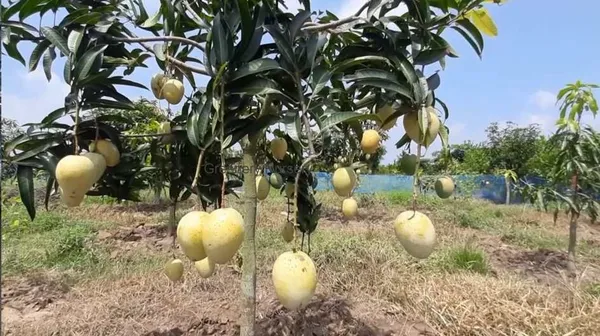 Gourmoti_Variety_Grafted_Mango__Fruit_Live_Plants_&_Tree