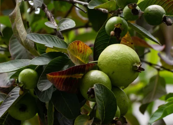 Grafted_Sweet_Grapes_Guava_Hybrid_Plant