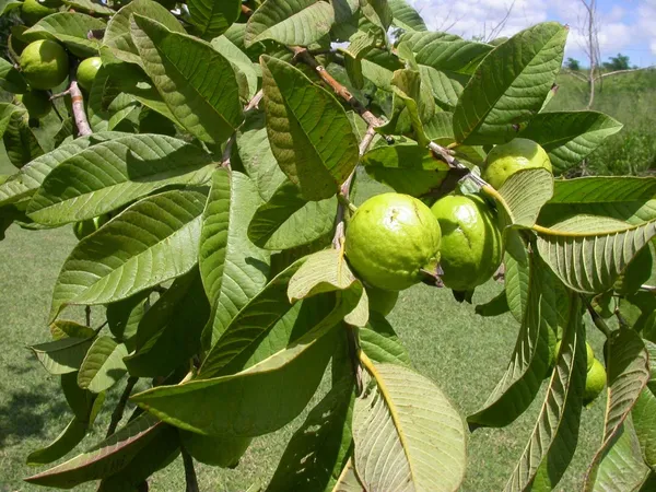 Grafted_Sweet_Grapes_Guava_Hybrid_Plant