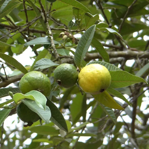 Grafted_Sweet_Grapes_Guava_Hybrid_Plant