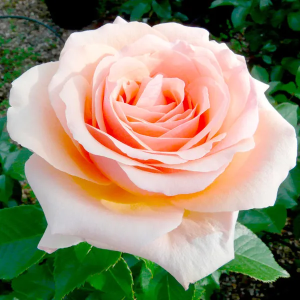 Gray_Rose_Grafted_1.5-3.5_Ft_Flower_Plant