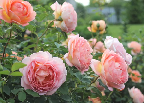 Gray_Rose_Grafted_1.5-3.5_Ft_Flower_Plant