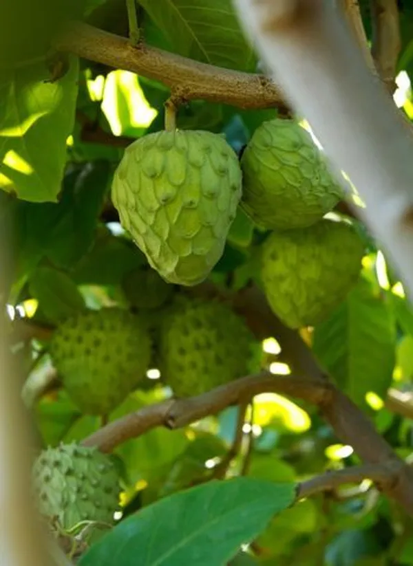 Green_Crusted_Apple__Plant
