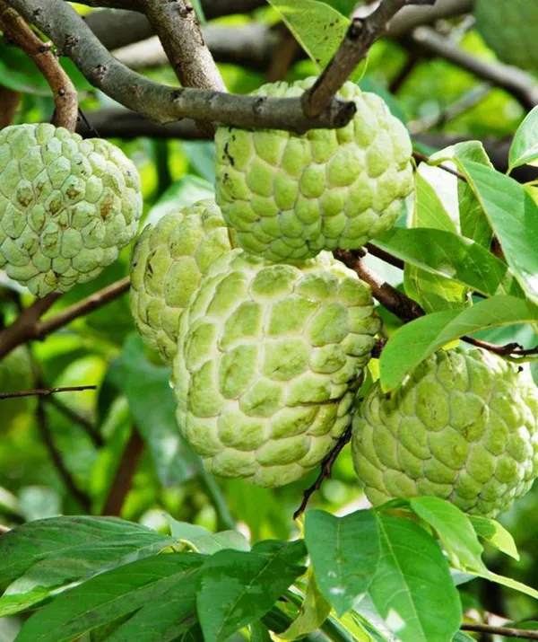 Green_Crusted_Apple__Plant