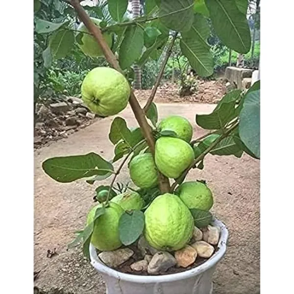 Allahabad_Hybrid_Guava_Live_Fruit_Plant_Grafted,