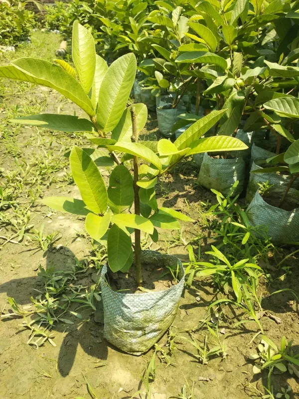 Allahabad_Hybrid_Guava_Live_Fruit_Plant_Grafted,