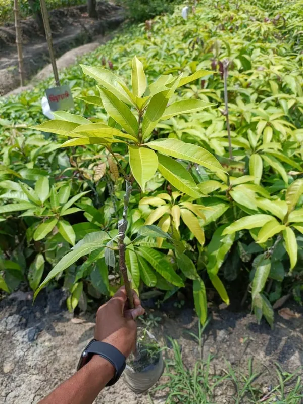 Gulabkhas_Jambo_Size_Healthy_Mango_Fruit_Live_Plant_&_Tree_(1.5-3.5_Ft_Hight)_For_Home_Gardening_Golapkhas/Gulabkhas_(Grafted,_Pack_Of_1)_Mango_Plant
