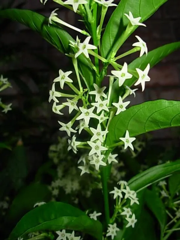 HASNUHANA/RAAT_KI_RANI_FLOWER_LIVE_PLANT