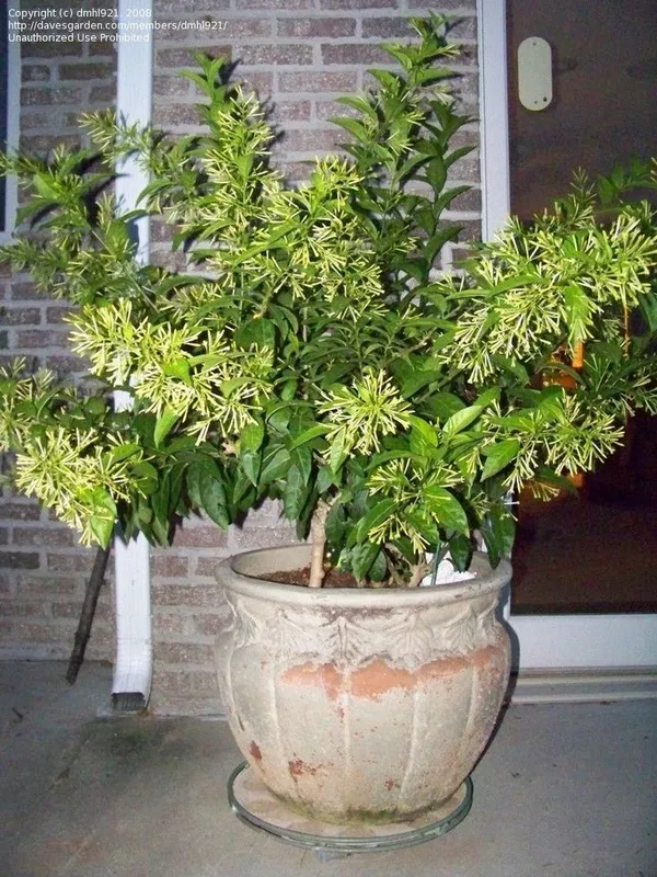 HASNUHANA/RAAT_KI_RANI_FLOWER_LIVE_PLANT
