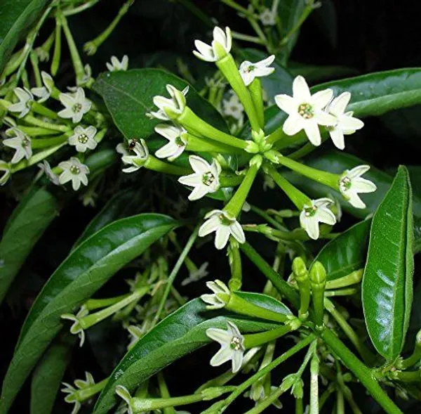 HASNUHANA/RAAT_KI_RANI_FLOWER_LIVE_PLANT