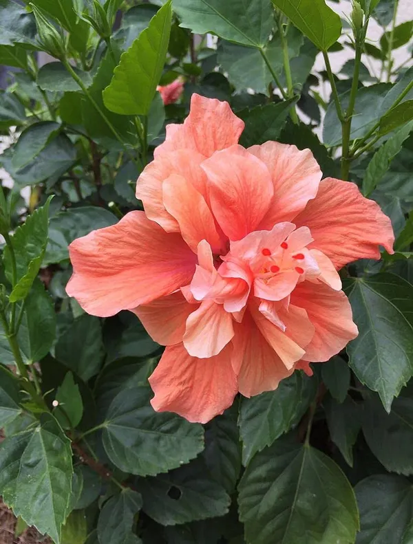 GREENERY_NURSERY_HIBISCUS,_GUDHAL_FLOWER_PEACH_DOUBLE_-_PLANT