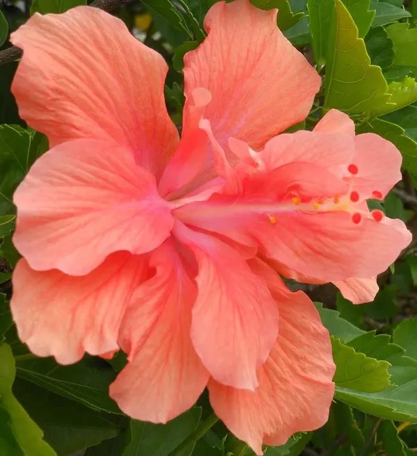 GREENERY_NURSERY_HIBISCUS,_GUDHAL_FLOWER_PEACH_DOUBLE_-_PLANT