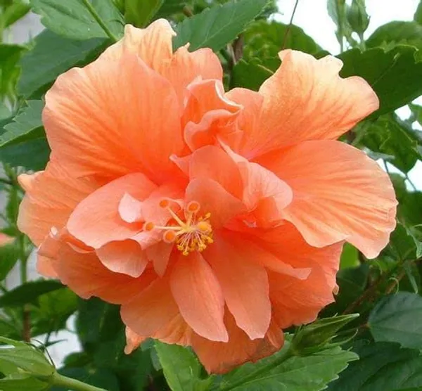 GREENERY_NURSERY_HIBISCUS,_GUDHAL_FLOWER_PEACH_DOUBLE_-_PLANT