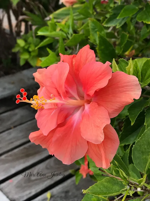 GREENERY_NURSERY_HIBISCUS,_GUDHAL_FLOWER_PEACH_DOUBLE_-_PLANT