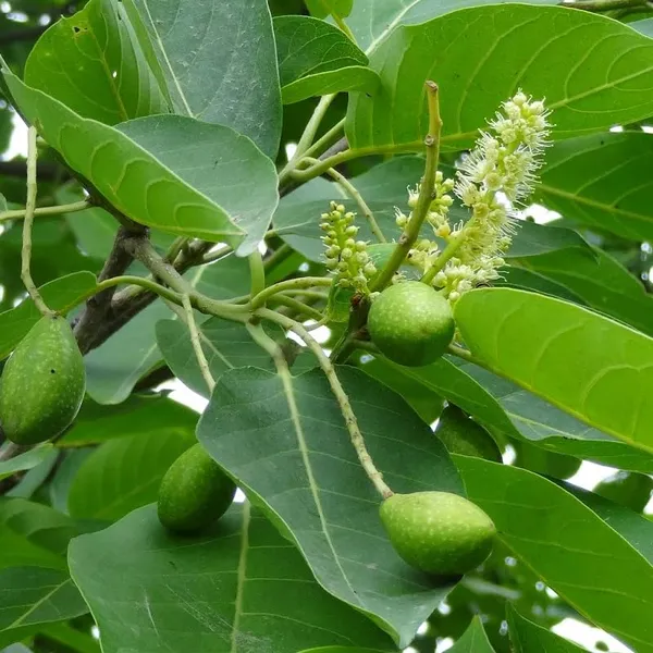 Terminalia_chebula/Haritaki_Plant_Fruit_&_Fruit_Trees