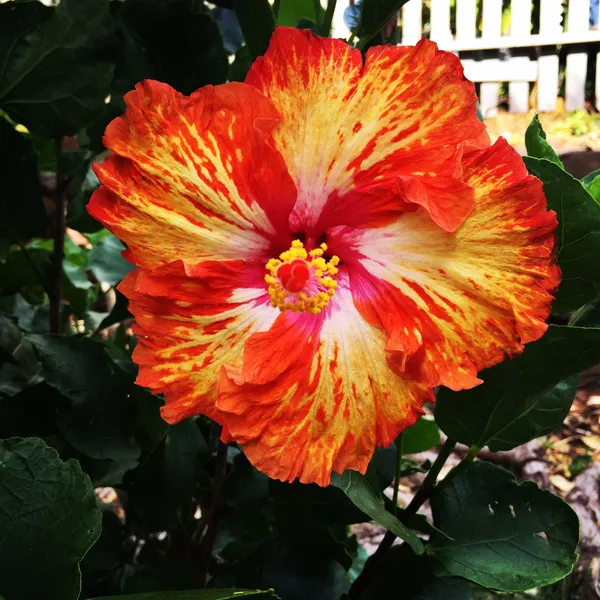 American_Multicolor_Hibiscus_Grafting_Flower_Plant