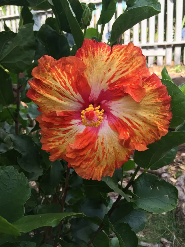 American_Multicolor_Hibiscus_Grafting_Flower_Plant