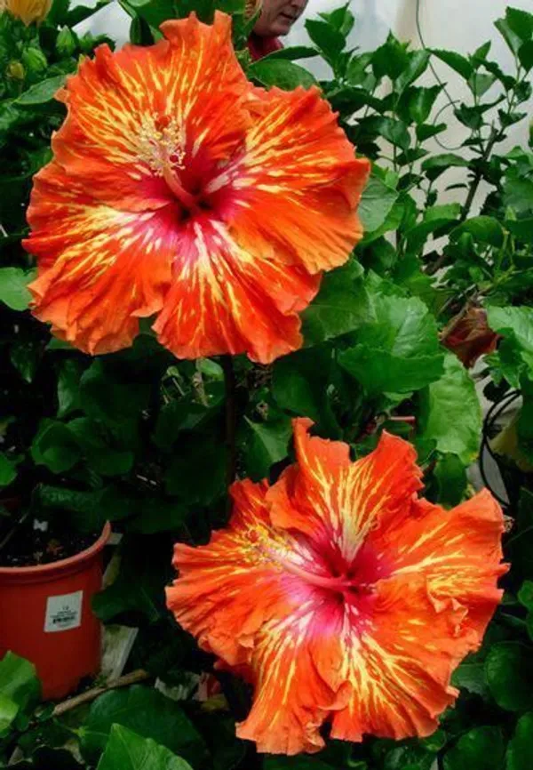 Hidden_Valley_Hibiscus_Flower_Live_Plant_Hybrid,