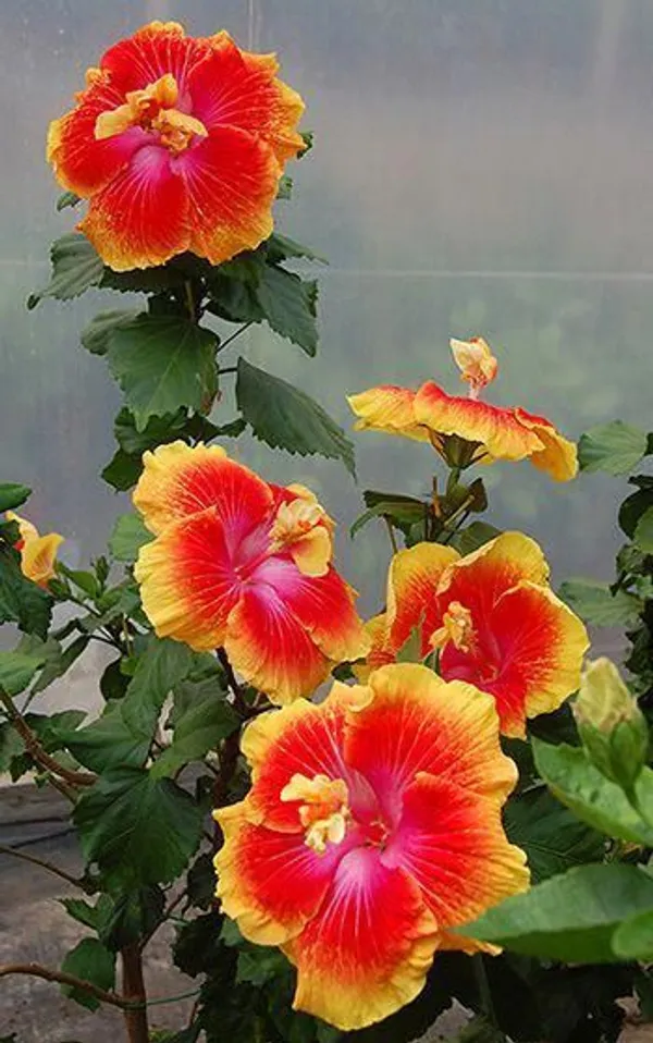Hibiscus_Grafted_Flowering_Live_Plant