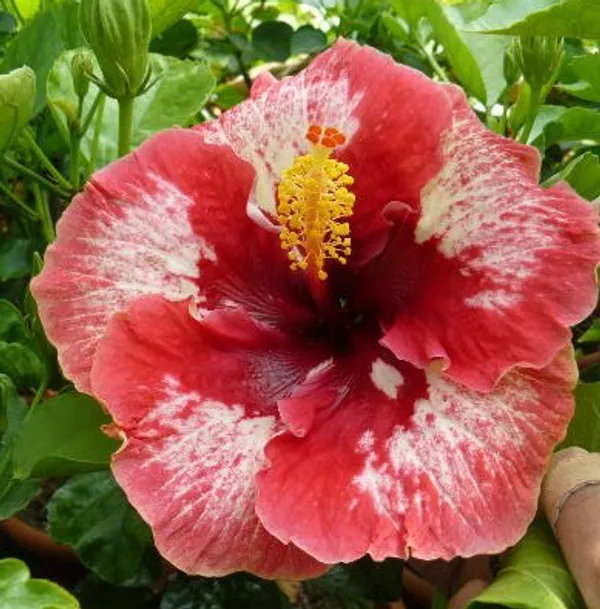 American_Grafted_Hibiscus_Flower_Plant_Hybrid,