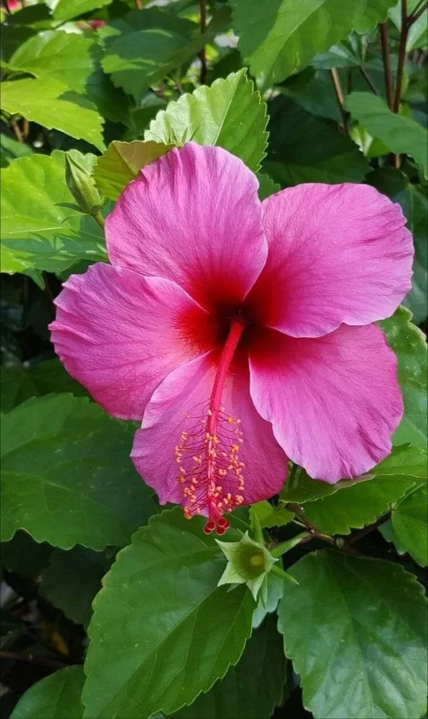 Hibiscus_12_Month_Flower_Plant