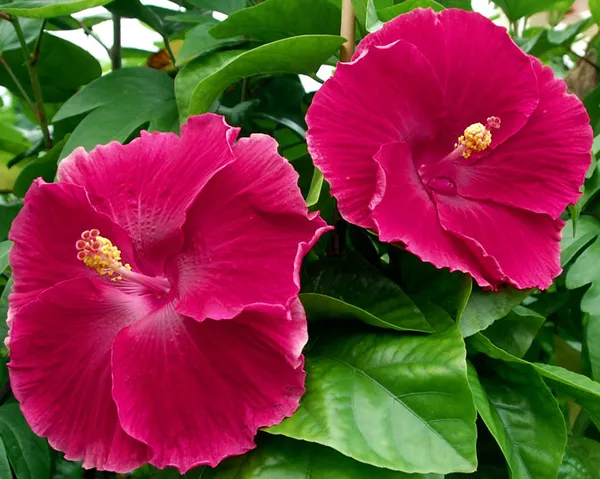Hidden_Valley_Deep_Pink__Hibiscus_Flowering_Hybrid_Plant