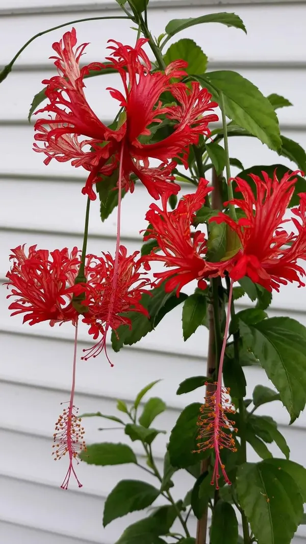 Hibiscus_rosa-sinensis_Flower_tree