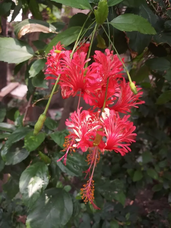 Hibiscus_rosa-sinensis_Flower_tree