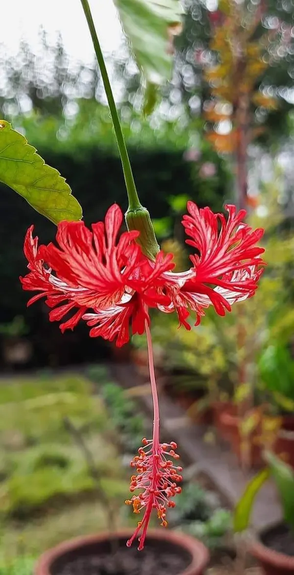 Hibiscus_rosa-sinensis_Flower_tree