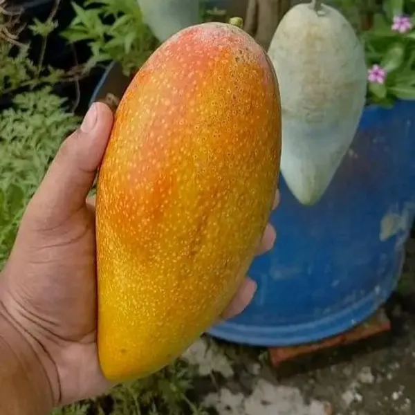 Honeydew_Grafted_Sweet_Mango_Fruit_Plant_Hybrid,