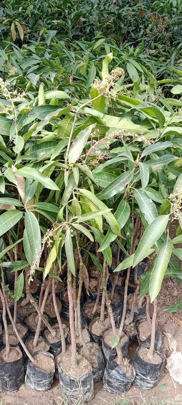 Honeydew_Grafted_Sweet_Mango_Fruit_Plant_Hybrid,