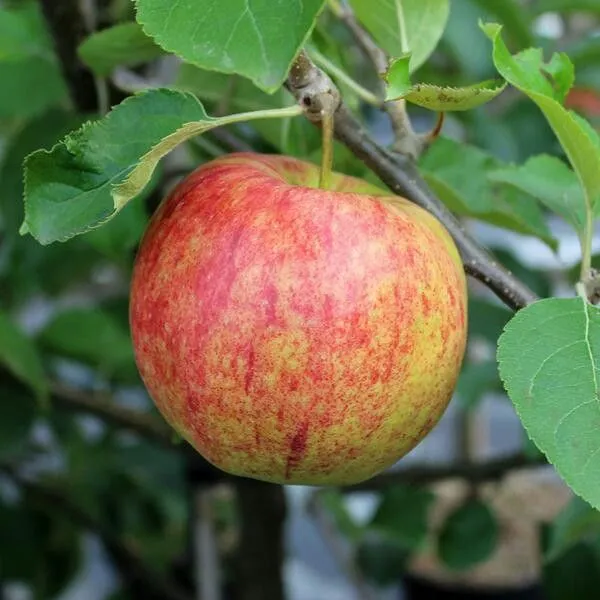 Hot_Climate_Apple_Plant_HRMN-99_(Apple_Seedling)