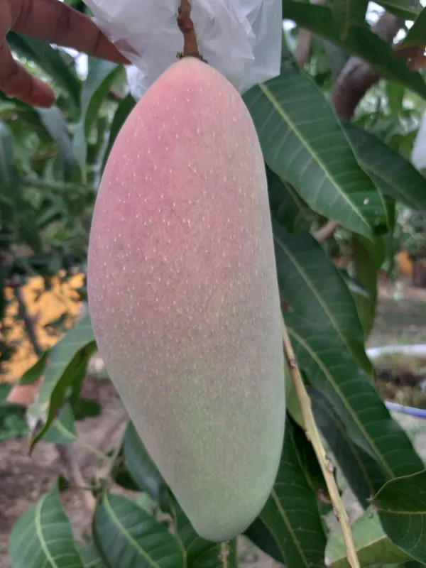 Chaing_Mai_Variety_Mango_Live_Fruit_Plant_&_Tree_(1.5-3.5_Ft_Hight)_Well_Watered_Chaing_Mai_Mango_Healthy_Fruit_Plant_For_Your_Home_Garden_(Pack_Of_1)