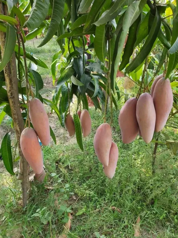 Chaing_Mai_Variety_Mango_Live_Fruit_Plant_&_Tree_(1.5-3.5_Ft_Hight)_Well_Watered_Chaing_Mai_Mango_Healthy_Fruit_Plant_For_Your_Home_Garden_(Pack_Of_1)