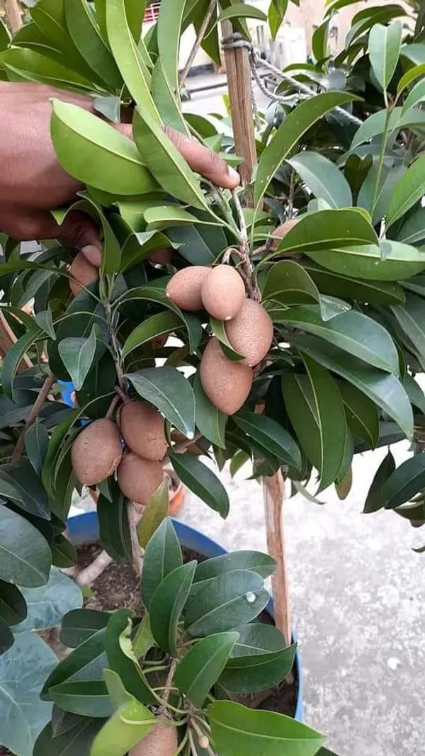 Hybrid_Banana_Chiku/Sapota_Fruit_Live_Plant_&_Tree_Grafted,