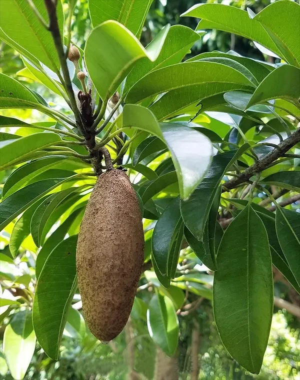 Hybrid_Banana_Chiku/Sapota_Fruit_Live_Plant_&_Tree_Grafted,