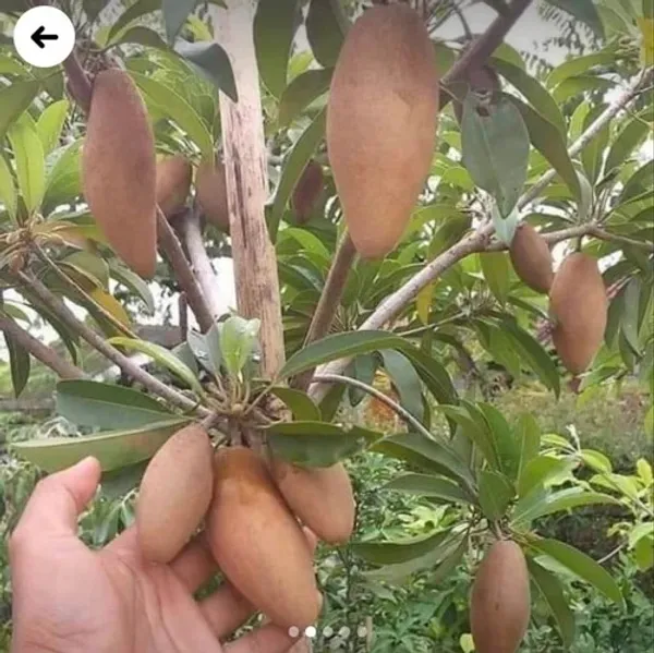 Hybrid_Banana_Chiku/Sapota_Fruit_Live_Plant_&_Tree_Grafted,