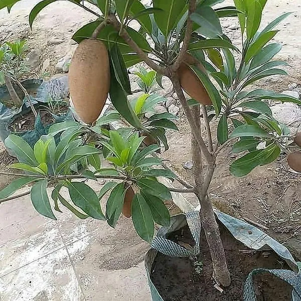 Hybrid_Banana_Chiku/Sapota_Fruit_Live_Plant_&_Tree_Grafted,