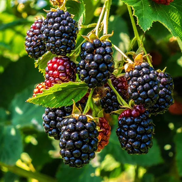 Hybrid_Black_Berry_Healthy_Fruit_Plant_For_Home_Gardening